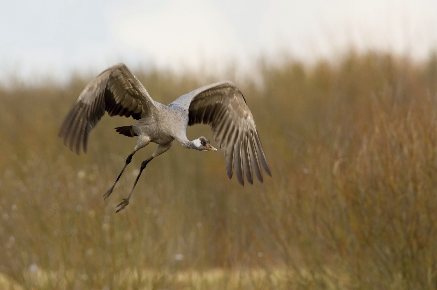 jeřáb popelavý (Grus grus) Common crane