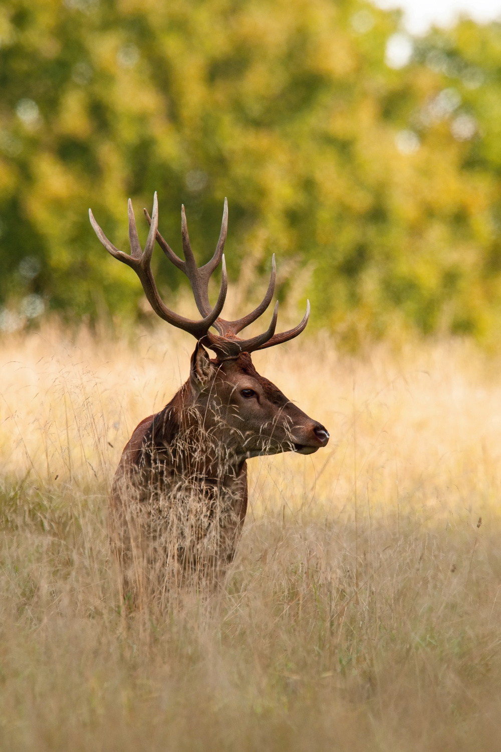 jelen lesní (Cervus elaphus) Red deer