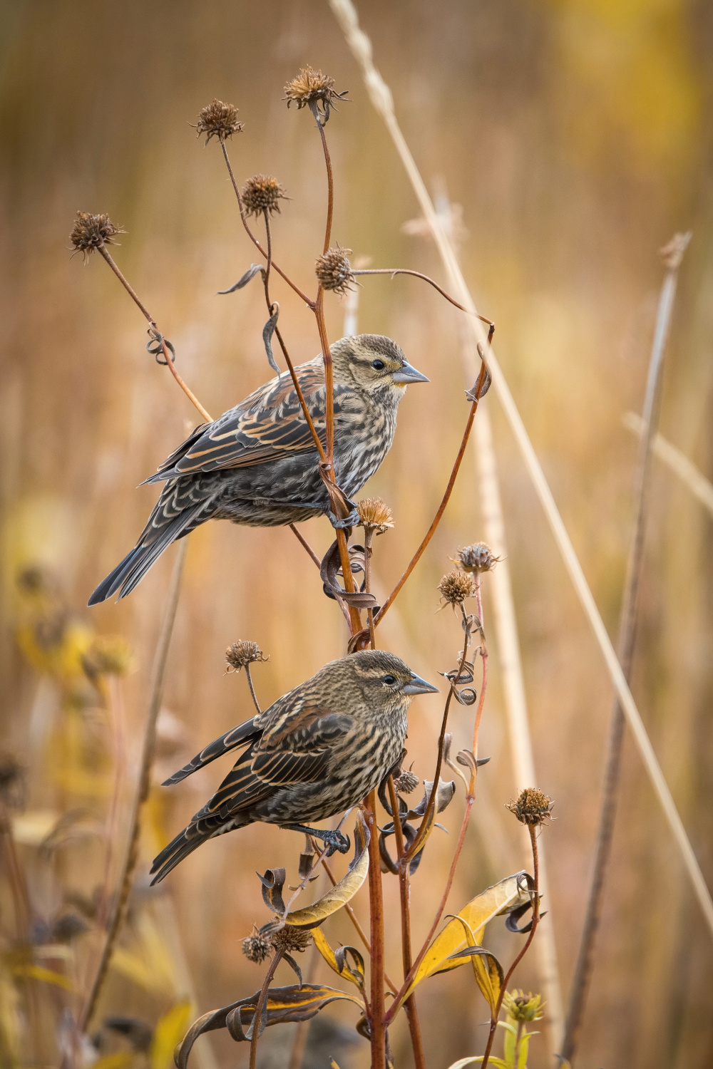 vlhovec červenokřídlý (Agelaius phoeniceus) Red-winged blackbird