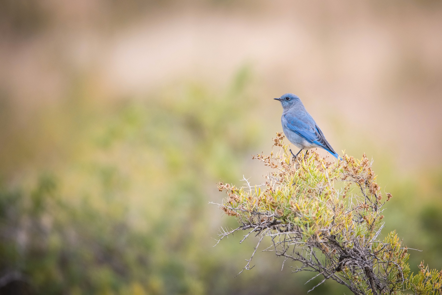 salašník horský (Sialia currucoides) Mountain bluebird