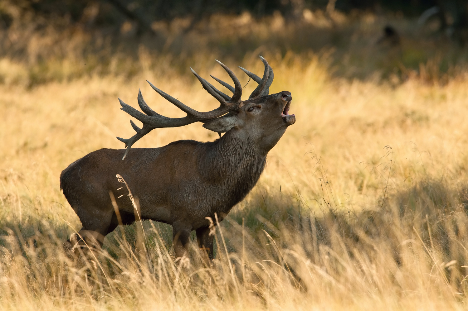 jelen lesní (Cervus elaphus) Red deer