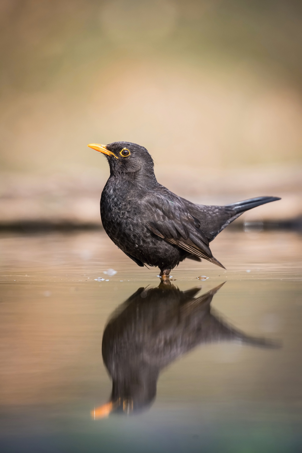 kos černý (Turdus merula) Common blackbird