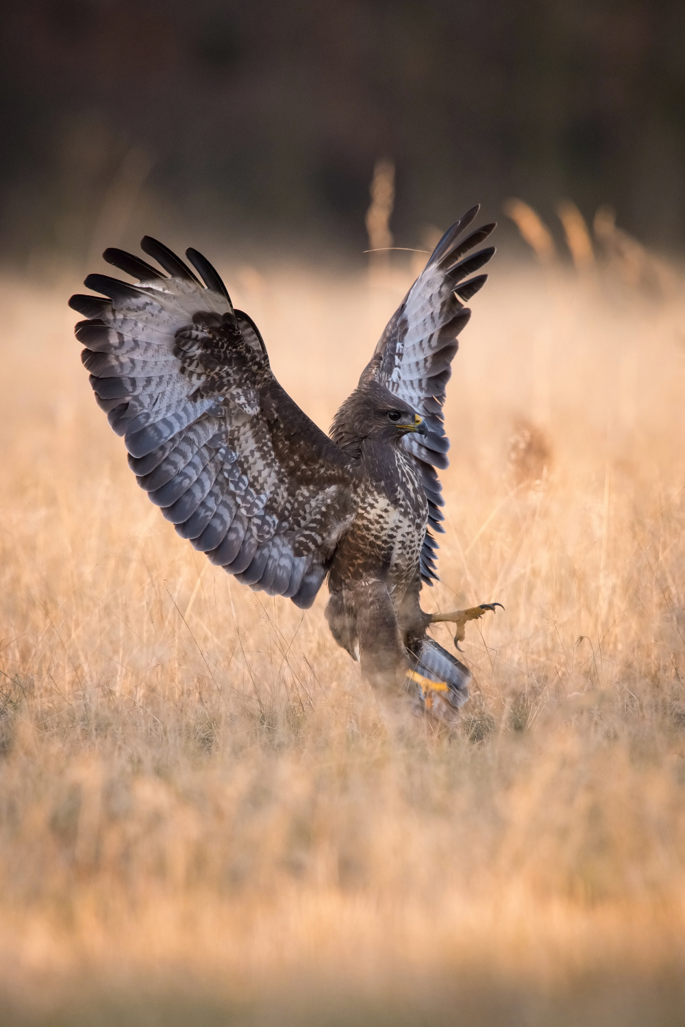 káně lesní (Buteo buteo) Common buzzard