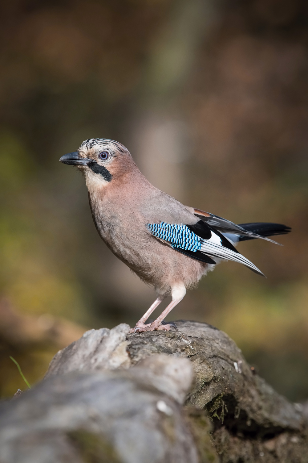 sojka obecná (Garrulus glandarius) Eurasian jay