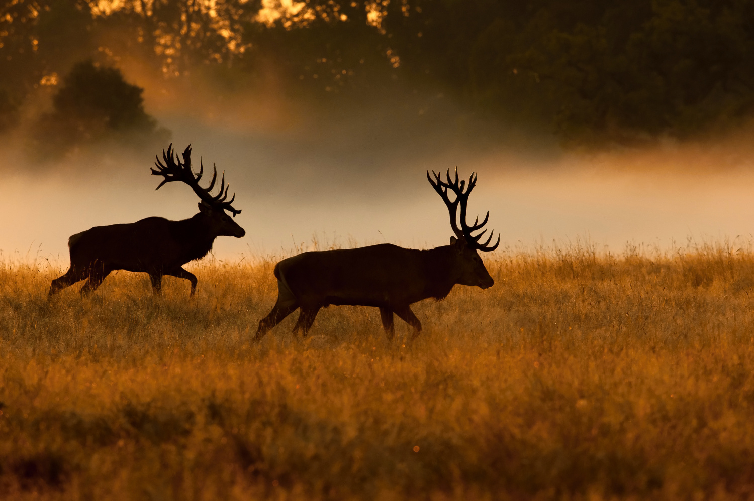 jelen lesní (Cervus elaphus) Red deer