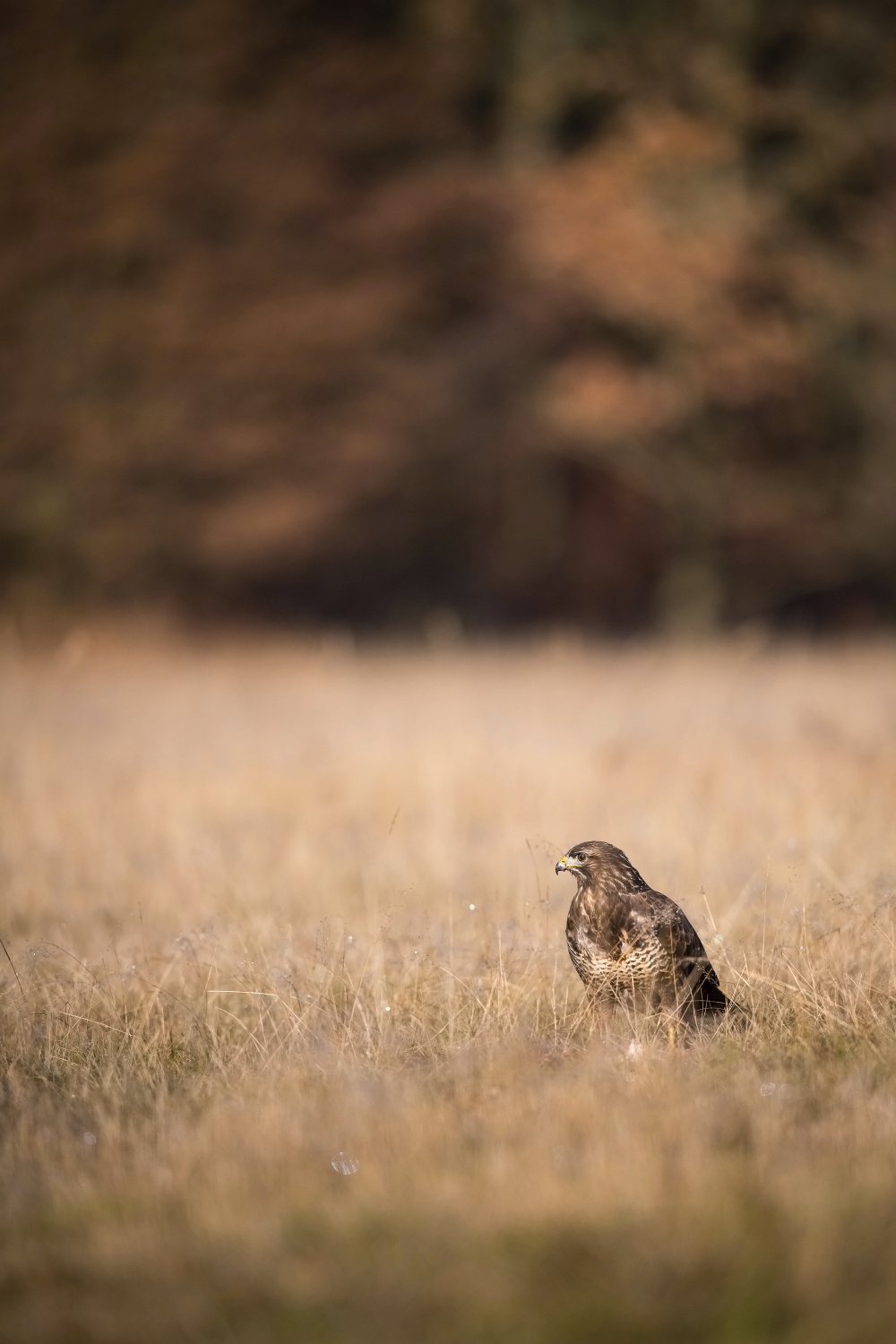 káně lesní (Buteo buteo) Common buzzard