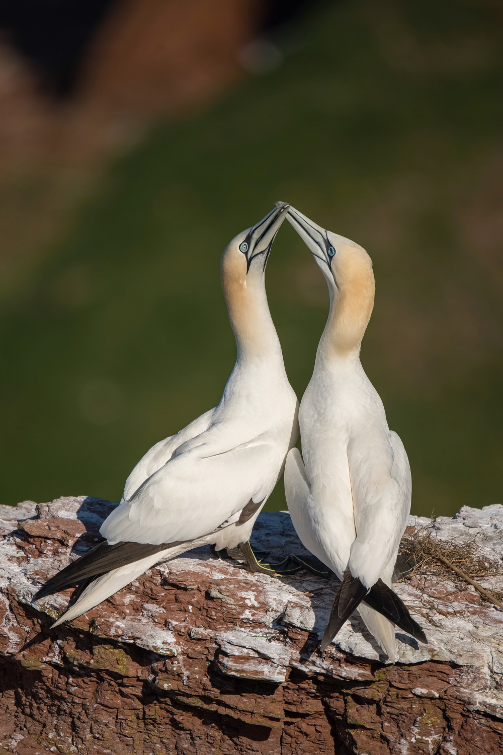 terej bílý (Morus bassanus) Northern gannet