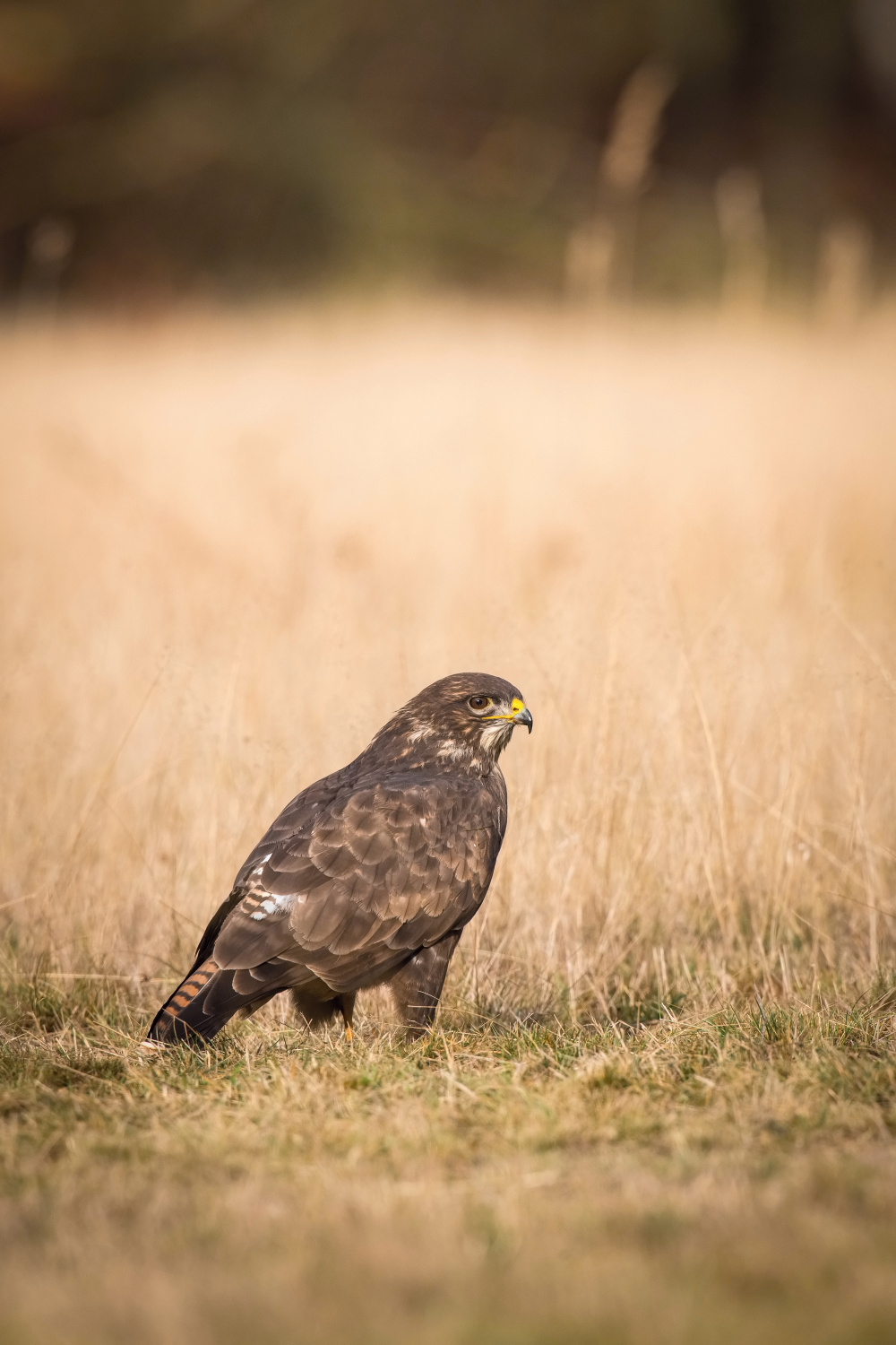 káně lesní (Buteo buteo) Common buzzard