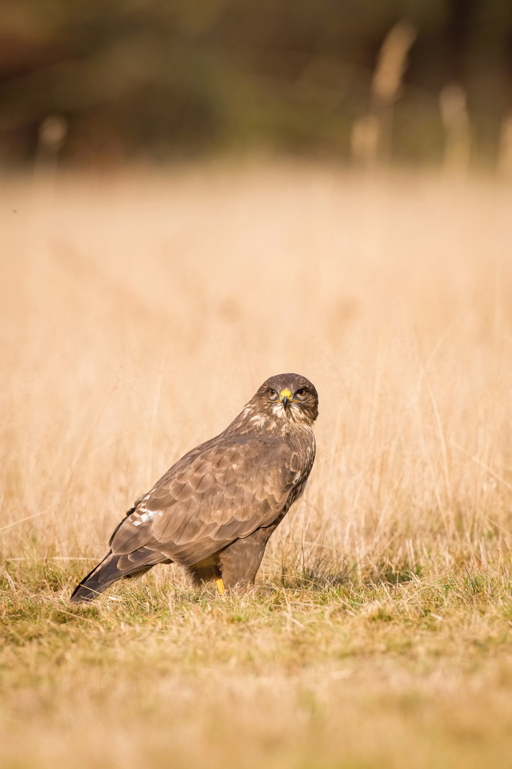 káně lesní (Buteo buteo) Common buzzard