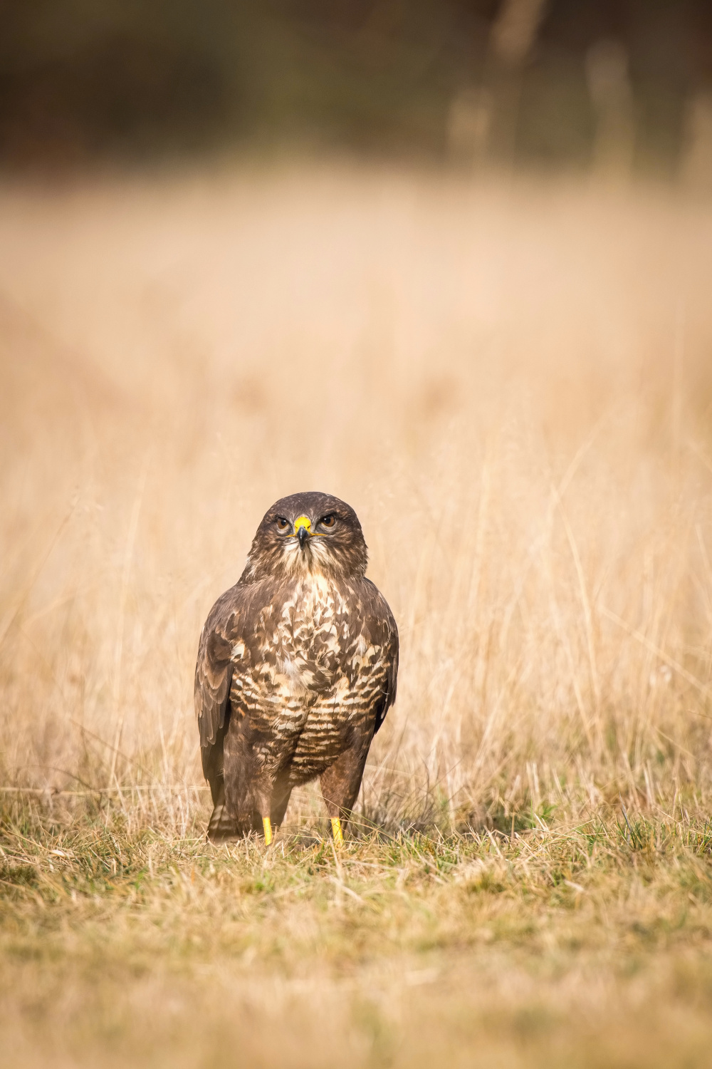 káně lesní (Buteo buteo) Common buzzard