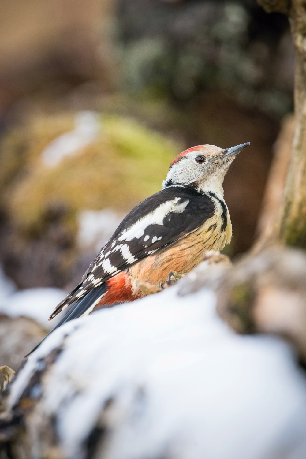 strakapoud prostřední (Dendrocopos medius) Middle spotted woodpecker