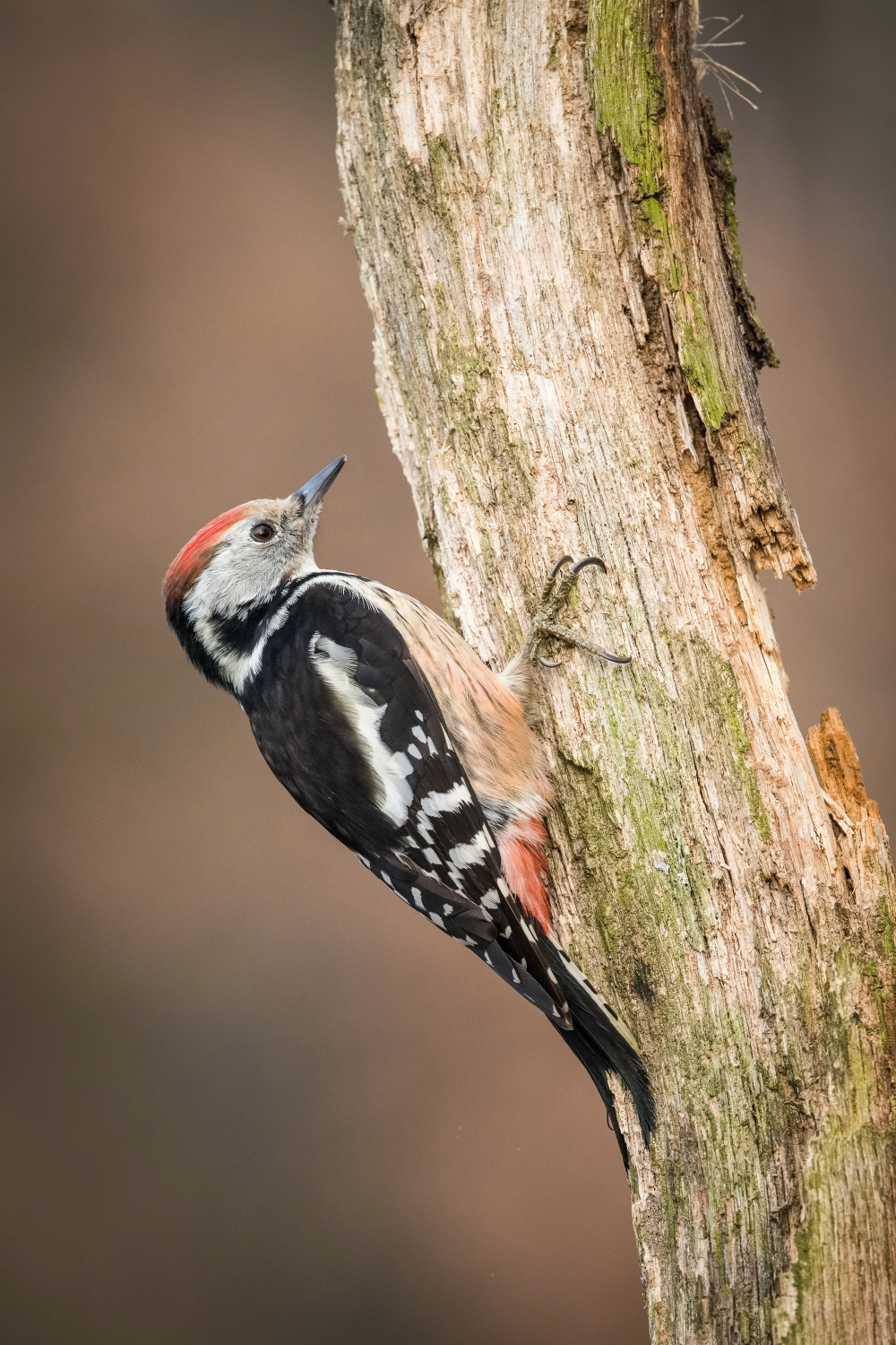 strakapoud prostřední (Dendrocopos medius) Middle spotted woodpecker