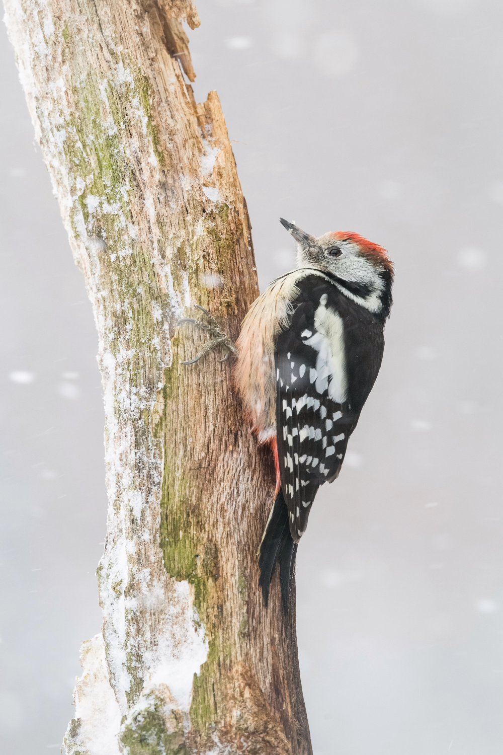 strakapoud prostřední (Dendrocopos medius) Middle spotted woodpecker