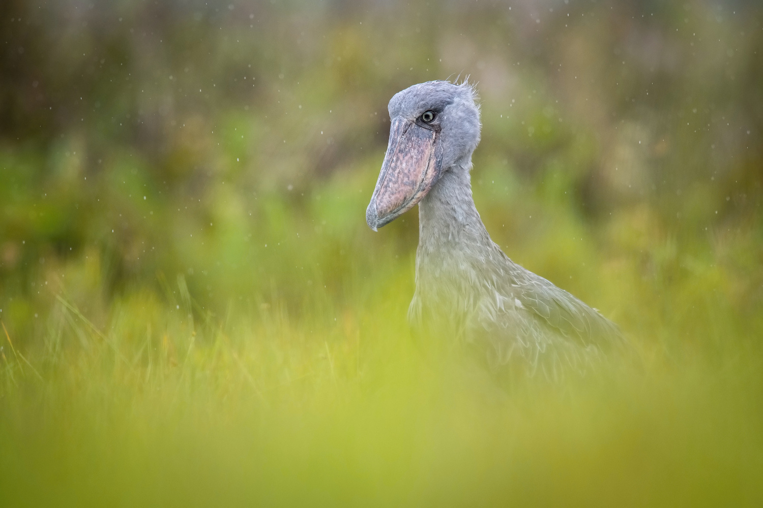 člunozobec africký (Balaeniceps rex) Shoebill