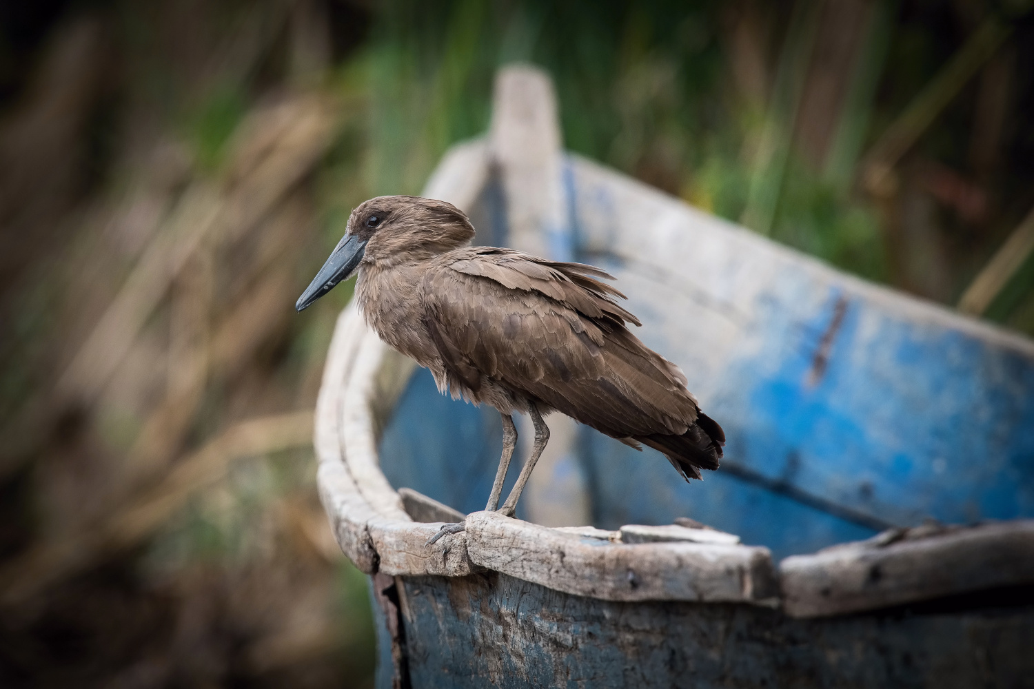 kladivouš africký (Scopus umbretta) Hamerkop