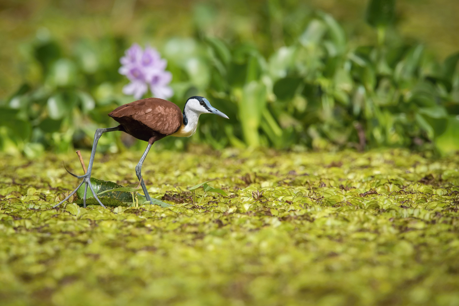 ostnák africký (actophilornis africanus) African jacana