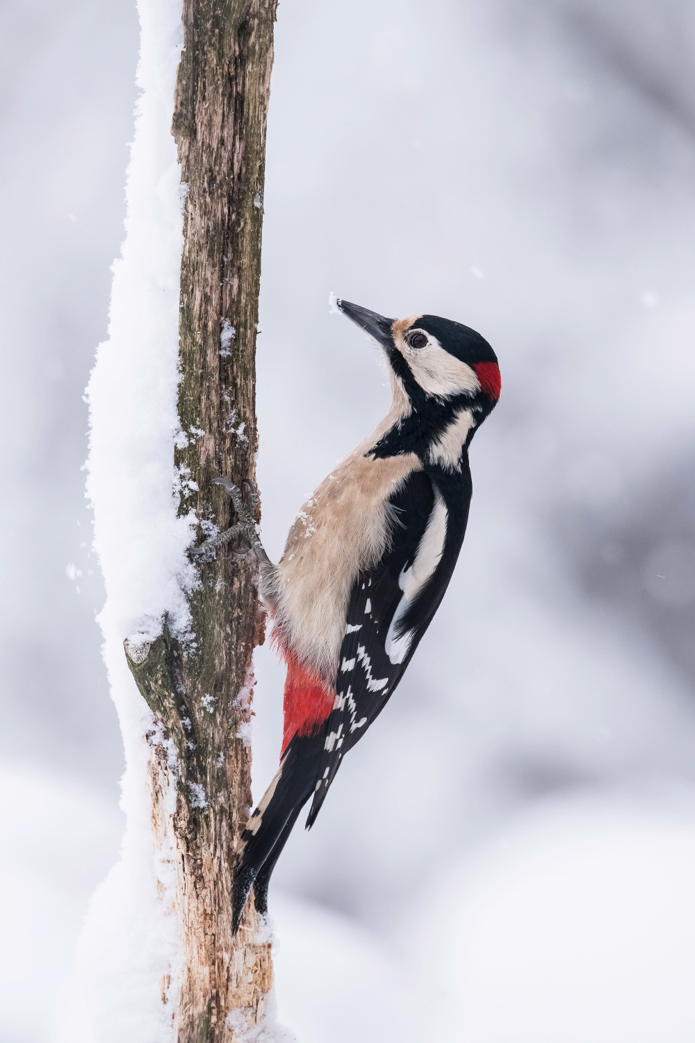 strakapoud velký (Dendrocopos major) Great spotted woodpecker