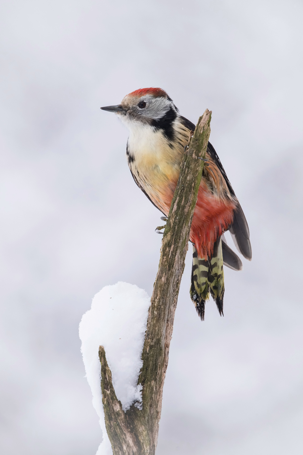 strakapoud prostřední (Dendrocopos medius) Middle spotted woodpecker