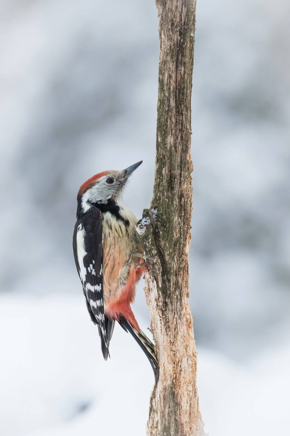 strakapoud prostřední (Dendrocopos medius) Middle spotted woodpecker