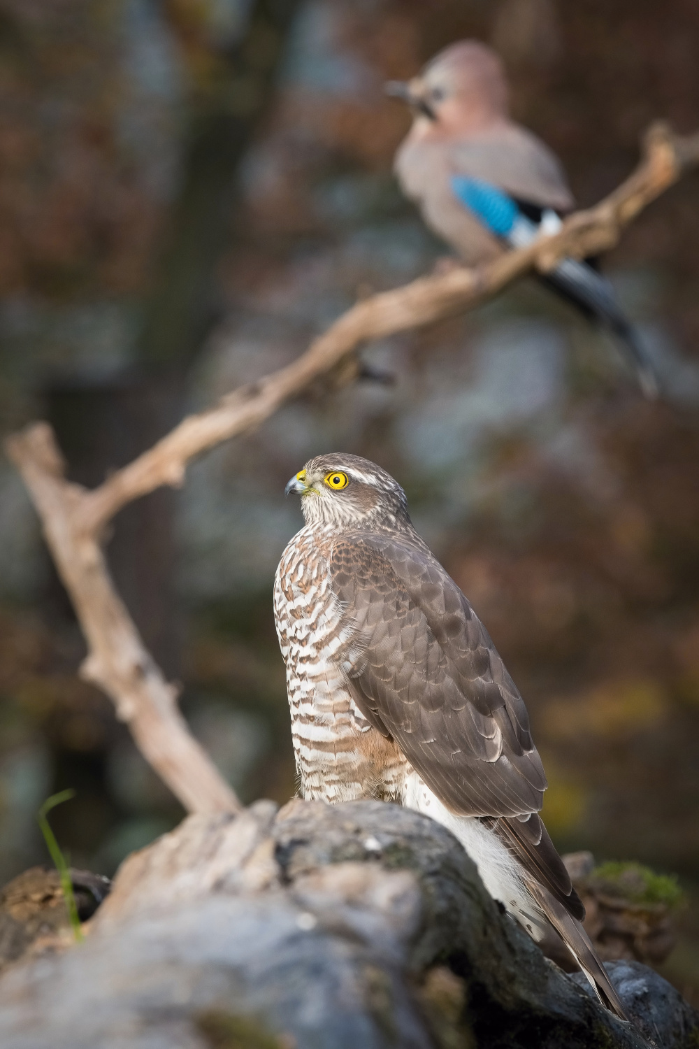 krahujec obecný (Accipiter nisus) Eurasian sparrowhawk