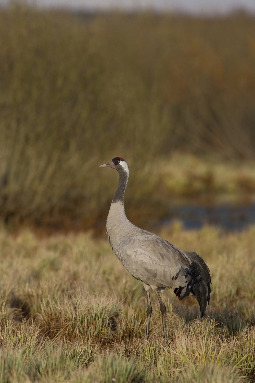 jeřáb popelavý (Grus grus) Common crane