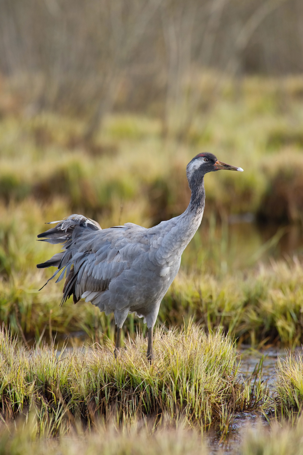 jeřáb popelavý (Grus grus) Common crane