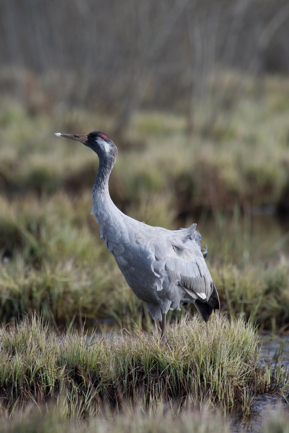 jeřáb popelavý (Grus grus) Common crane