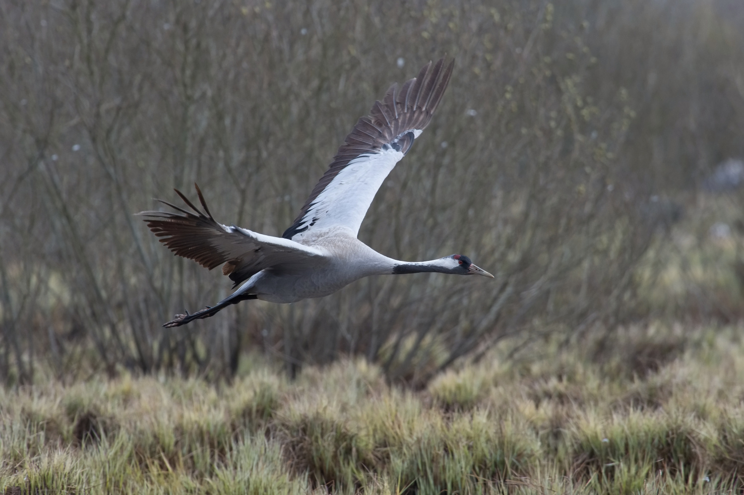 jeřáb popelavý (Grus grus) Common crane