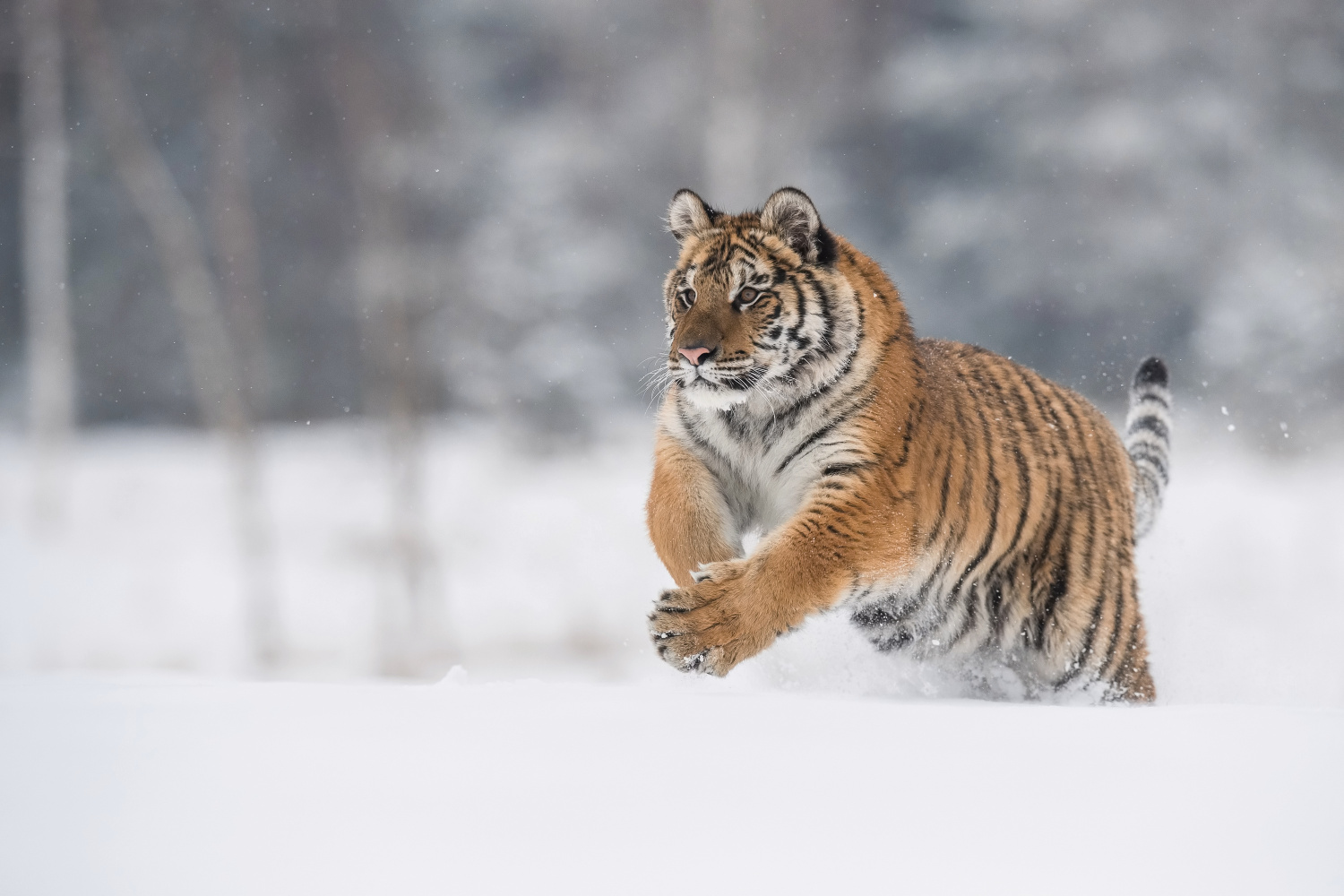 tygr ussurijský (Panthera tigris altaica) Siberian tiger