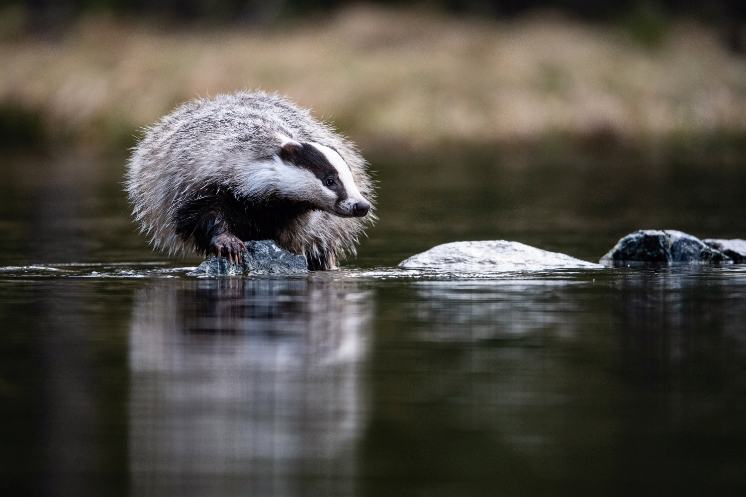 jezevec lesní (Meles meles) European badger