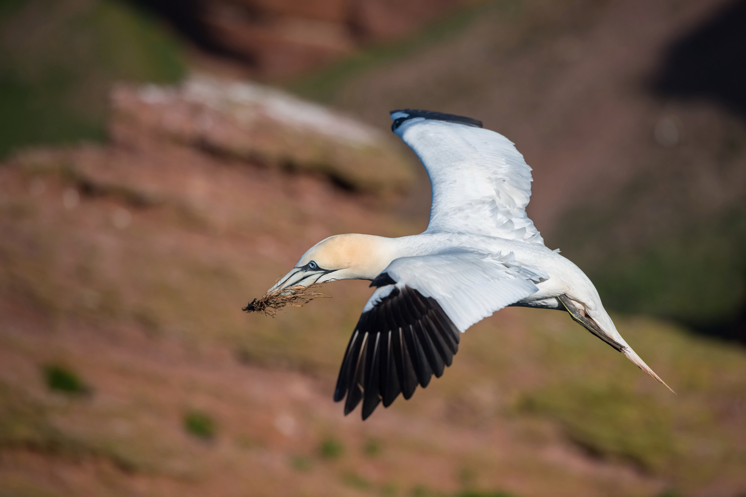 terej bílý (Morus bassanus) Northern gannet