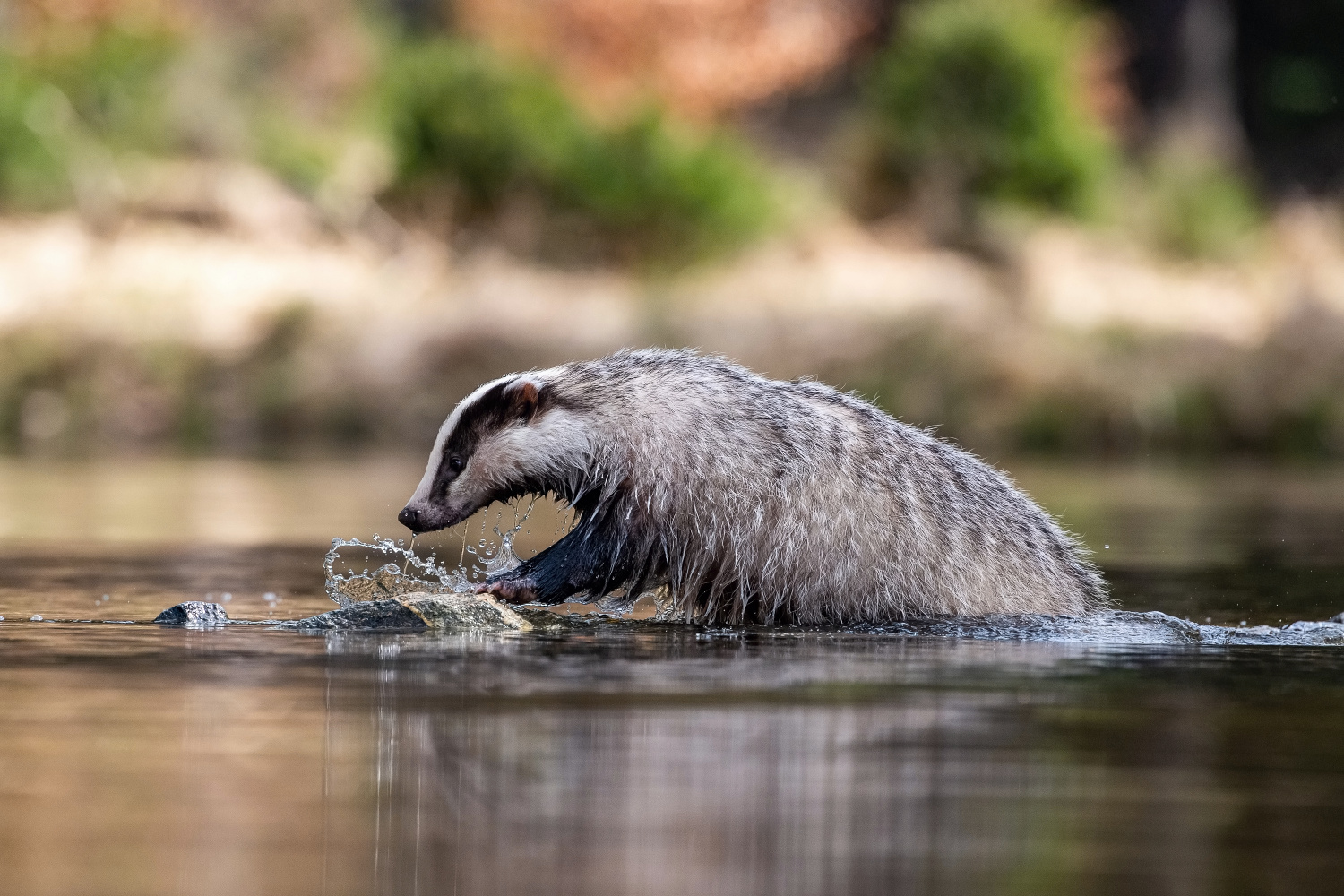 jezevec lesní (Meles meles) European badger