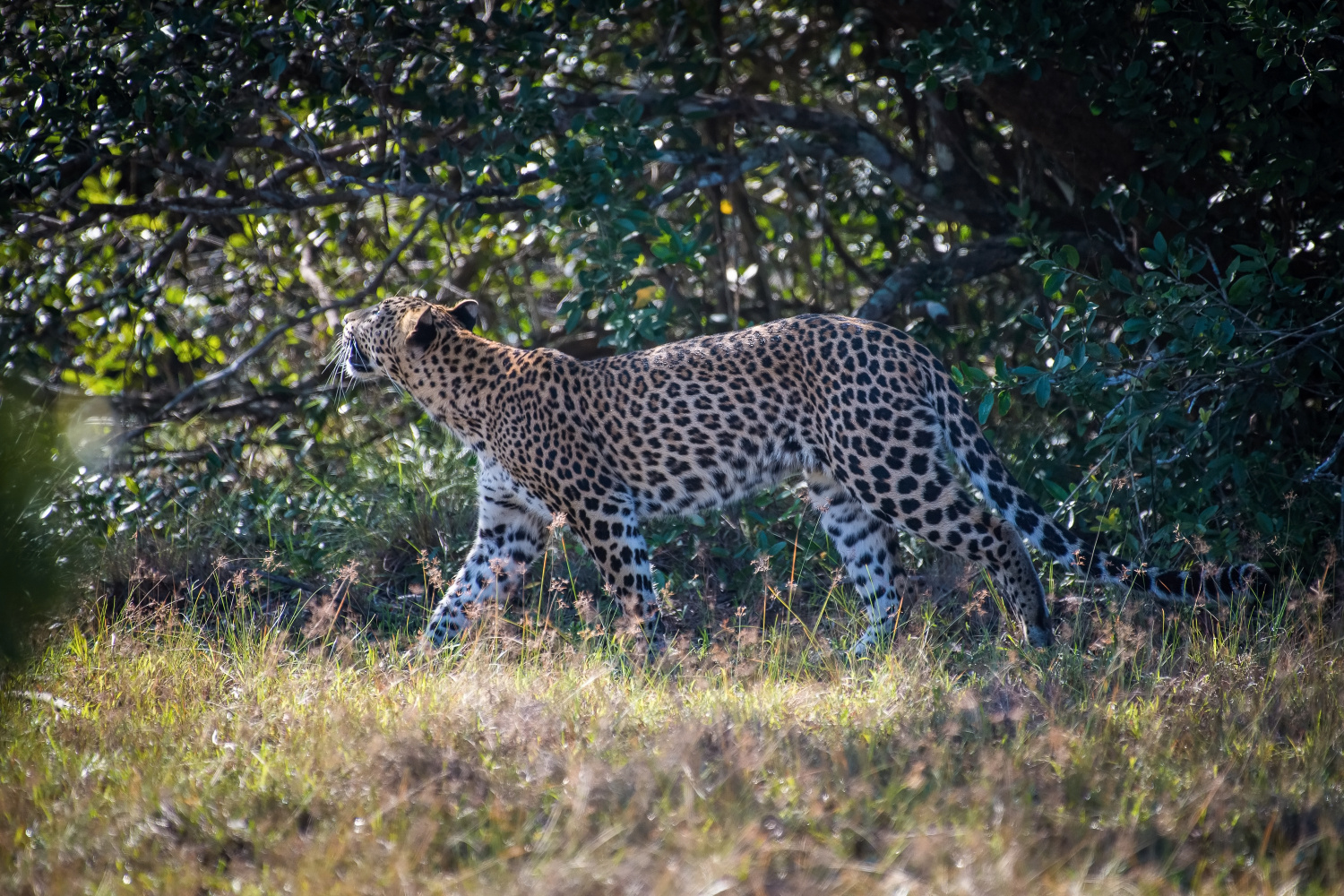 levhart cejlonský (Panthera pardus kotiya) Sri Lankan leopard