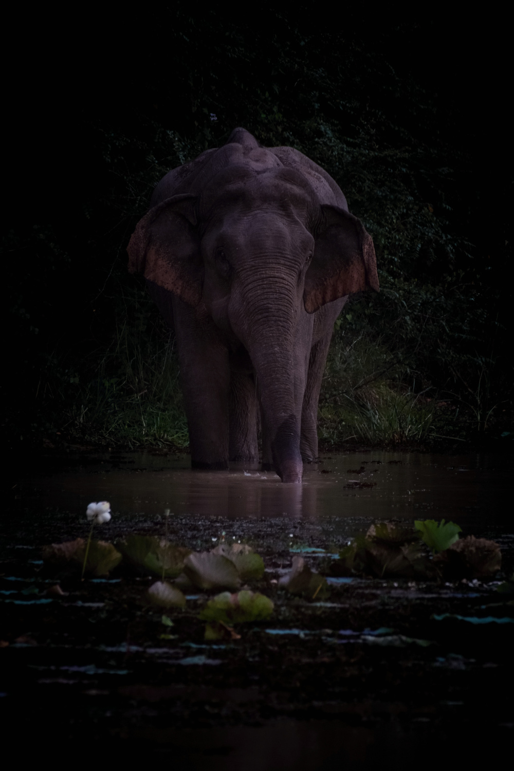 slon indický cejlonský (Elephas maximus maximus) Sri Lankan elephant