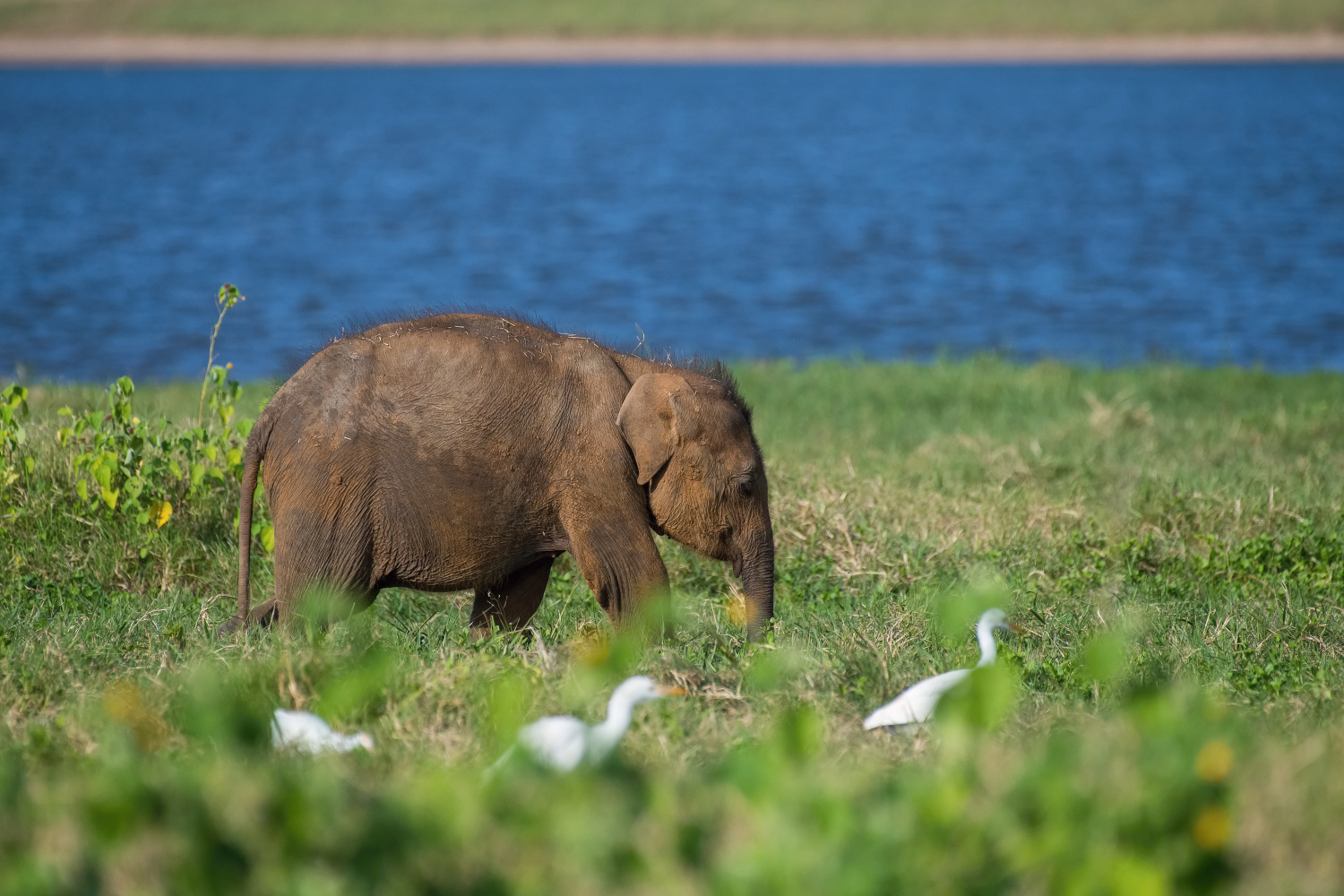 slon indický cejlonský (Elephas maximus maximus) Sri Lankan elephant