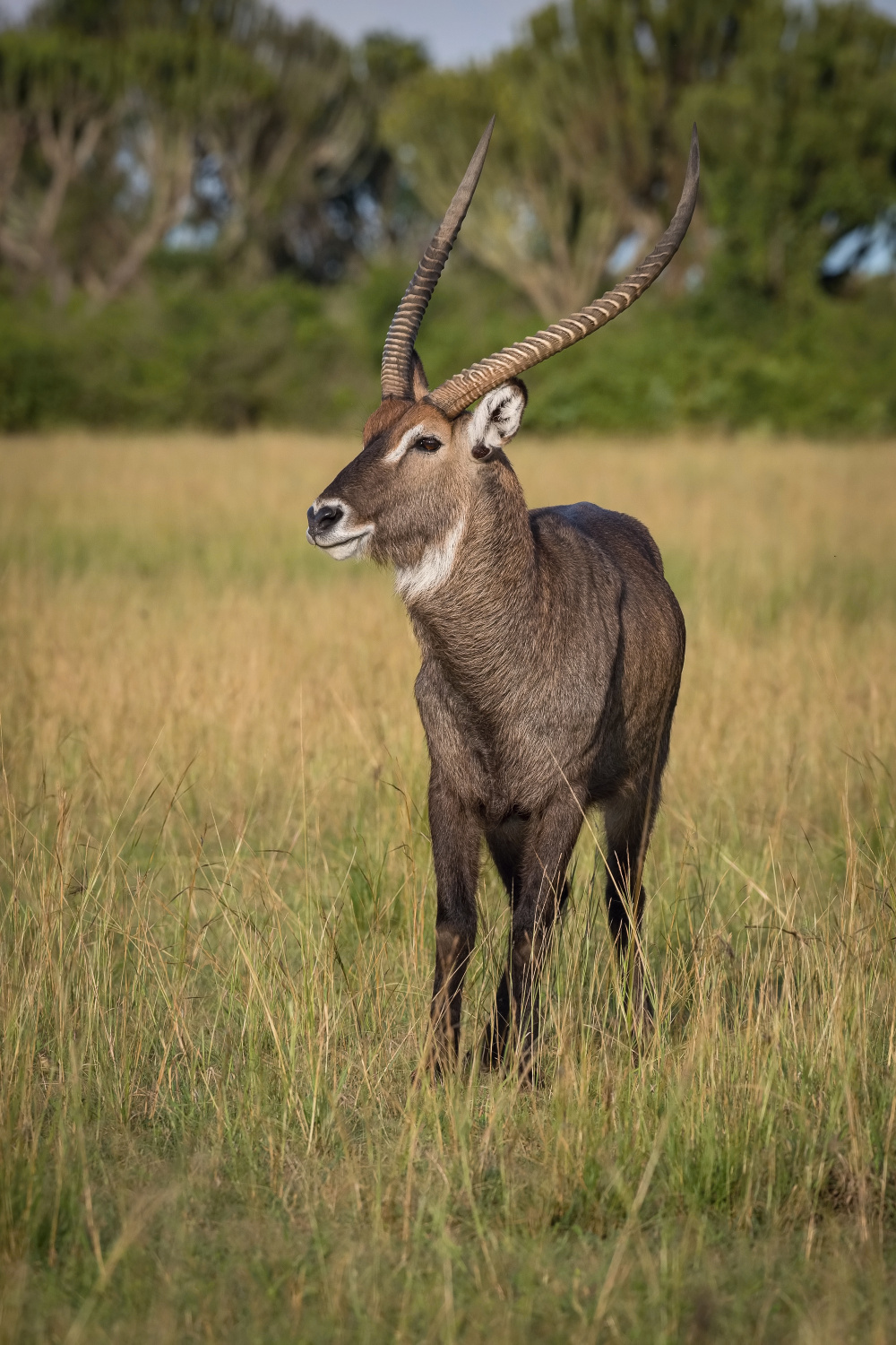 voduška velká (Kobus ellipsiprymnus) Waterbuck