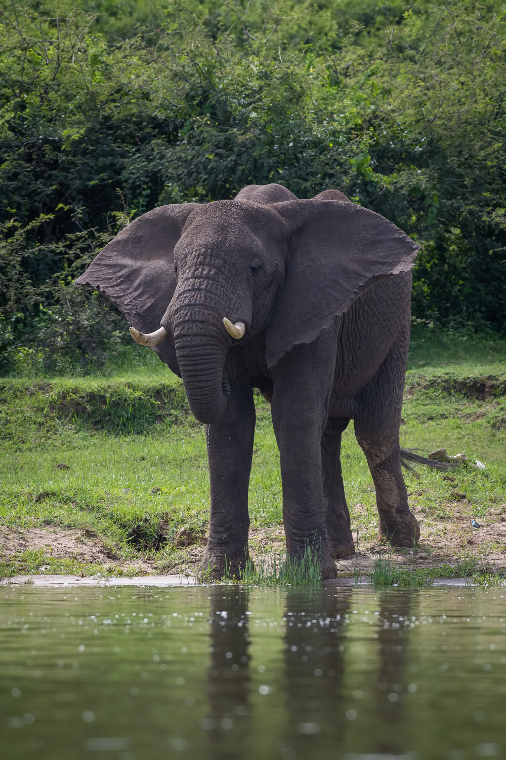 slon africký (Loxodonta africana) African bush elephant