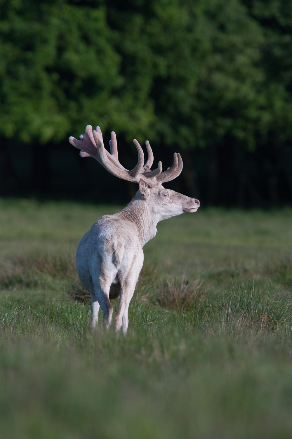 jelen lesní bílý (Cervus elaphus) Red deer