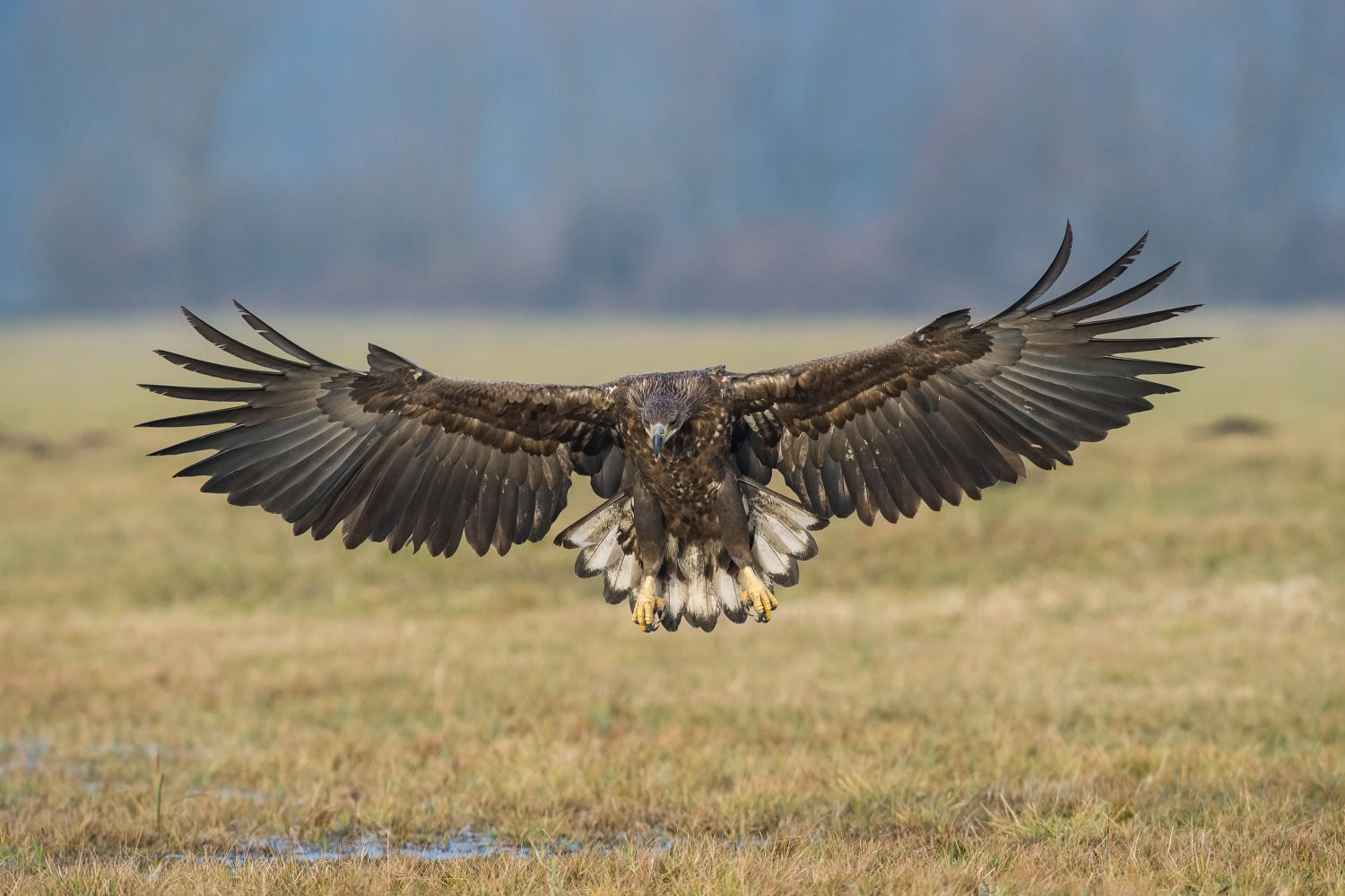 orel mořský (Haliaeetus albicilla) White-tailed eagle