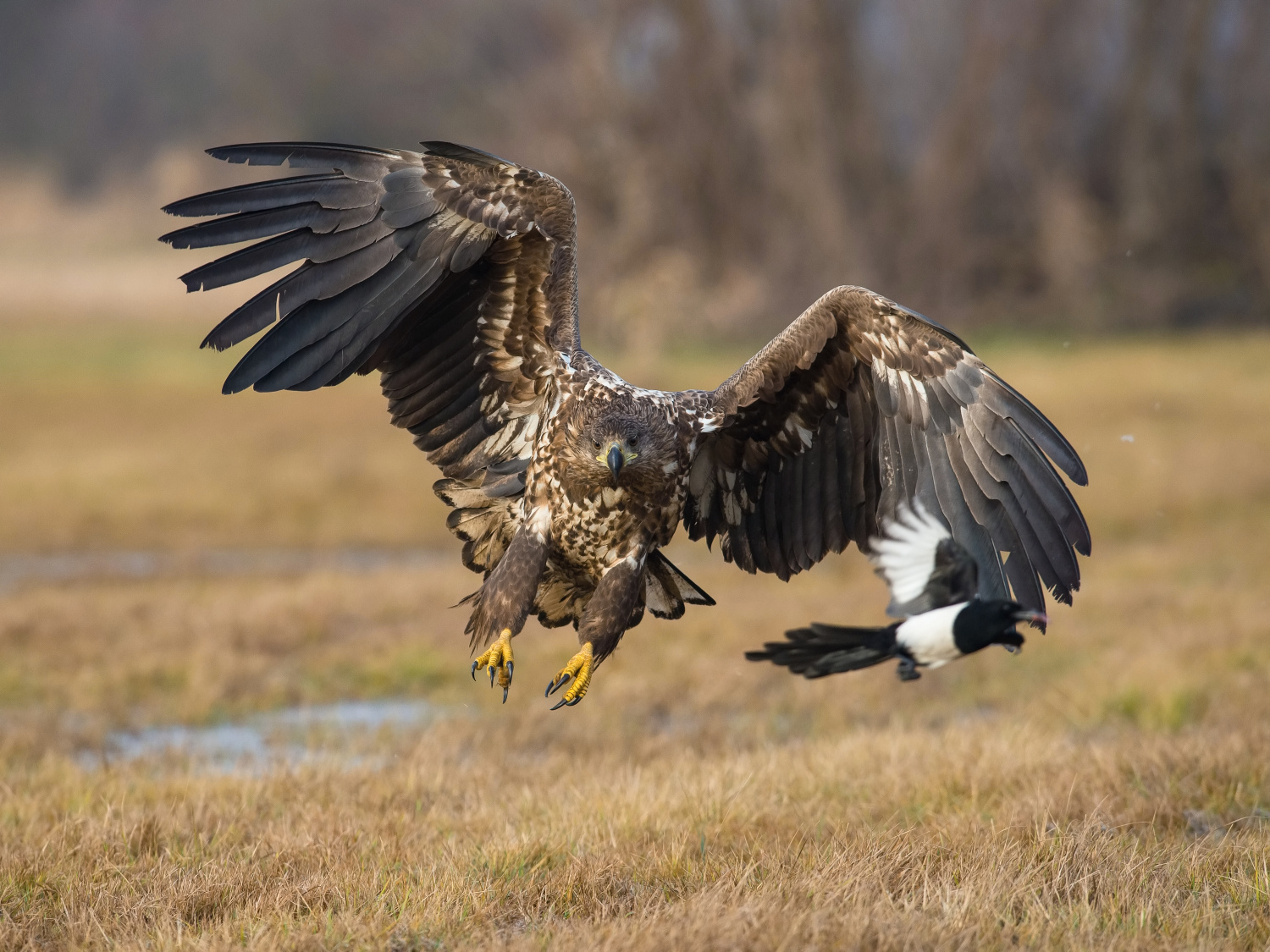 orel mořský (Haliaeetus albicilla) White-tailed eagle