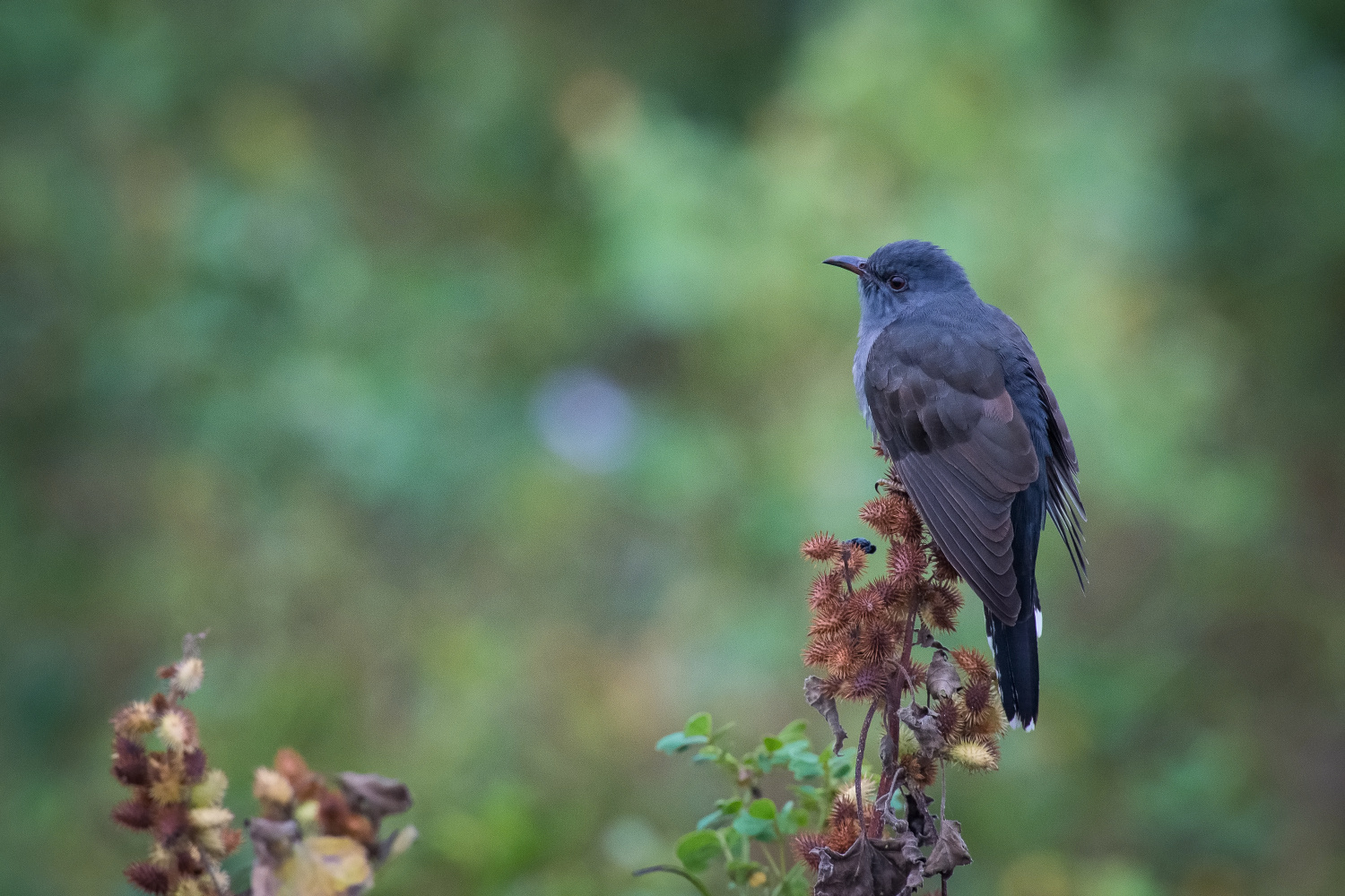 kukačka naříkavá (Cacomantis passerinus) Grey-bellied cuckoo