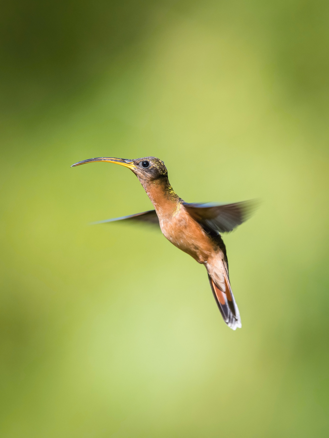 kolibřík ryšavoocasý (Glaucis hirsutus) Rufous-breasted hermit