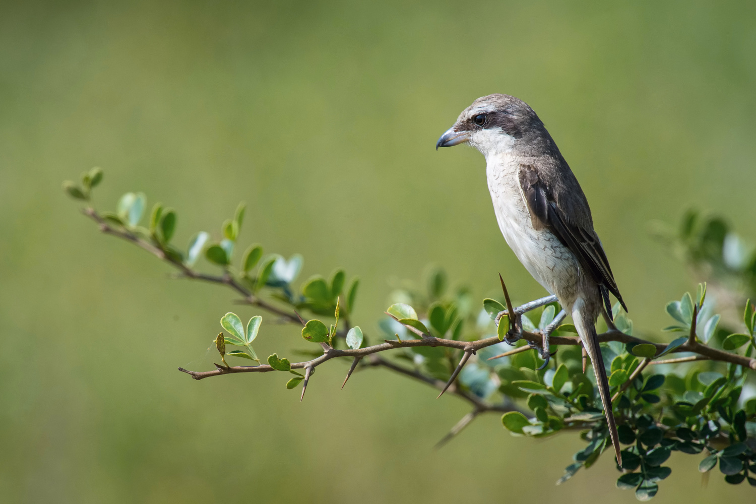 ťuhýk hnědý (Lanius cristatus) Brown shrike