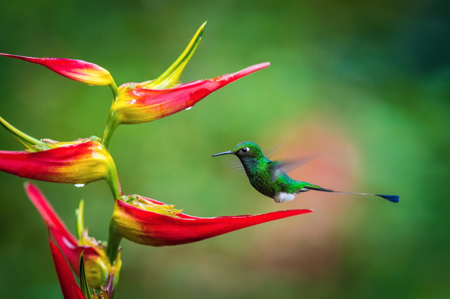 sylfa vlajková (Ocreatus underwoodii) White-booted racket-tail