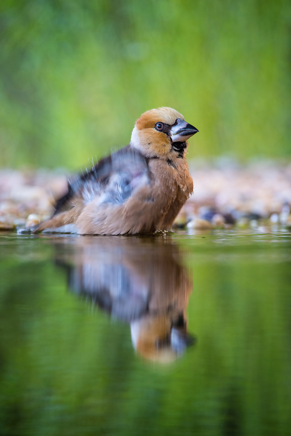 dlask tlustozobý (Coccothraustes coccothraustes) Hawfinch