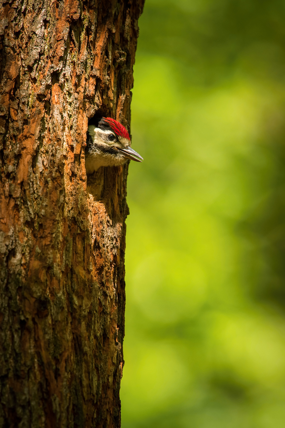 strakapoud velký (Dendrocopos major) Great spotted woodpecker