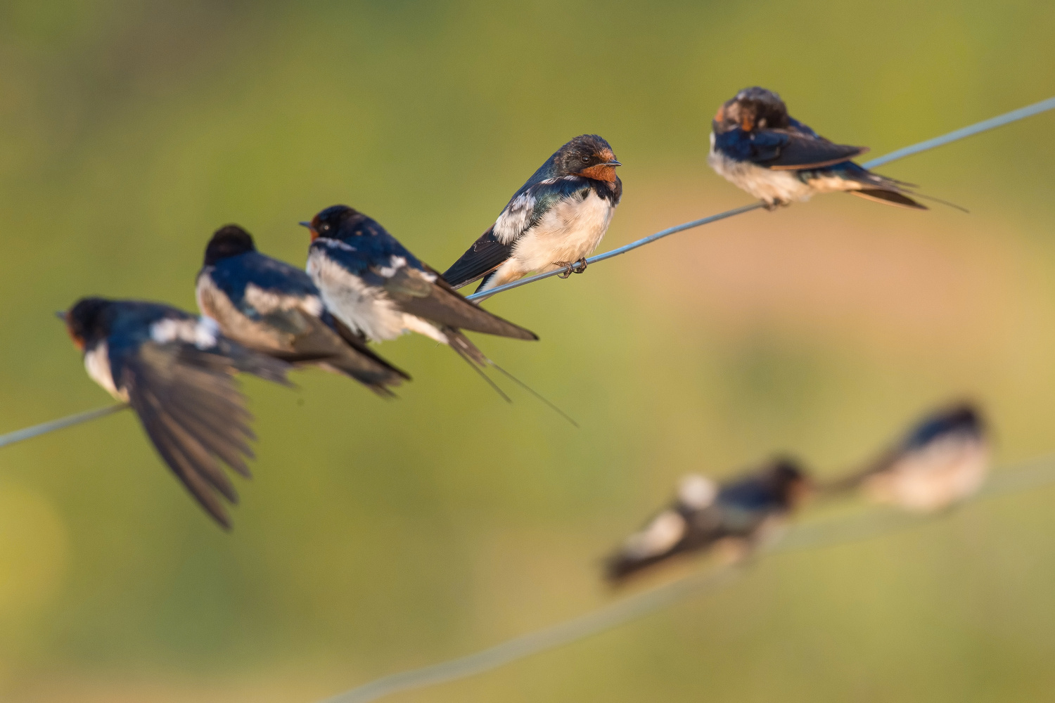 vlaštovka obecná (Hirundo rustica) Barn swallow