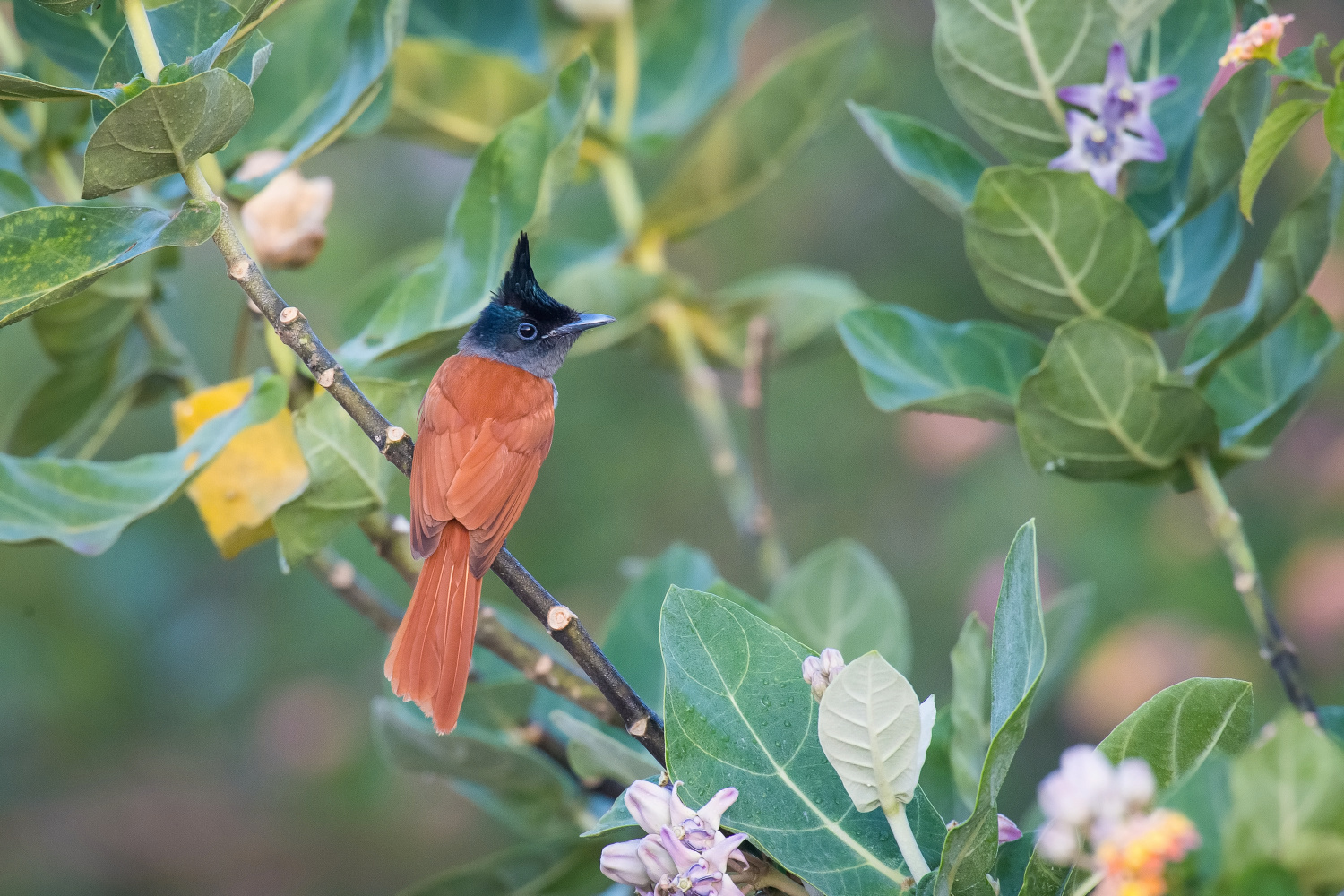 lejskovec rajský (Terpsiphone paradisi) Indian paradise flycatcher