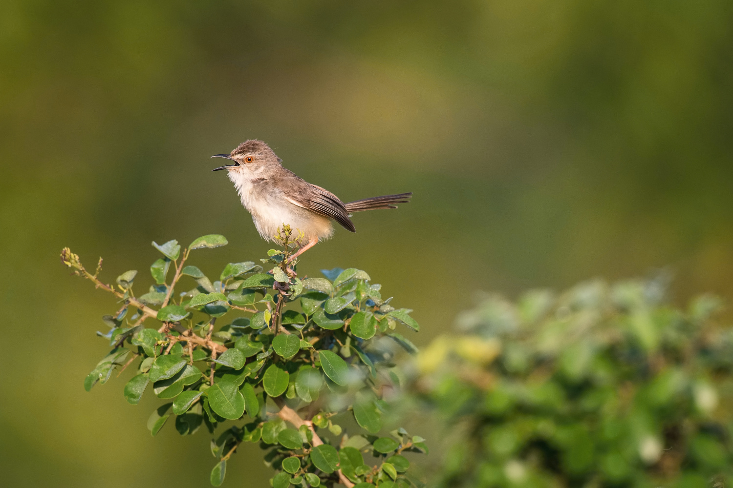 prinie mokřadní (Prinia inornata) Plain prinia