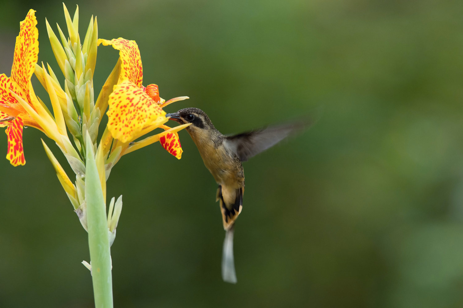 kolibřík dlouhoocasý (Phaethornis syrmatophorus) Tawny-bellied hermit